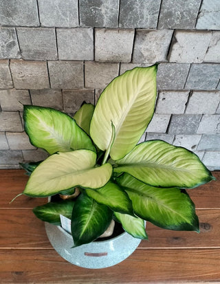 Dieffenbachia Mary