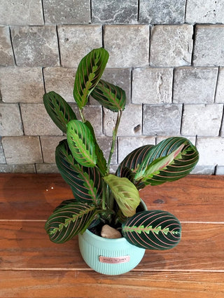 ColorBurst Calathea Gem