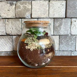 Terrarium Polka Dot Flamingo Plant