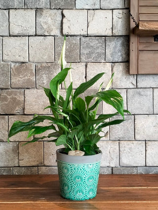 Fresh Aura Lily Petite