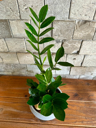 Zamia Gem Petite