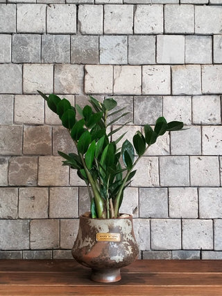 Zamia Terra
