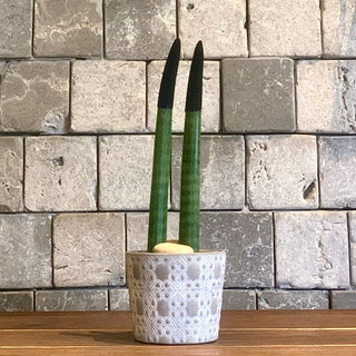 Velvet Touchz Sansevieria
