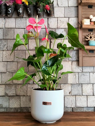 EverBloom Flamingo Lily
