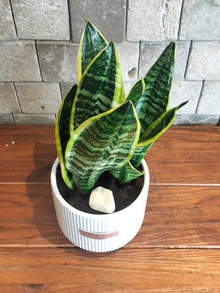 Happy Snake Plant