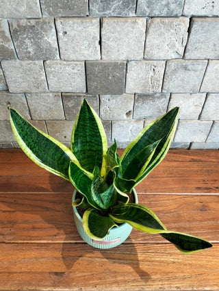 Happy Snake Plant