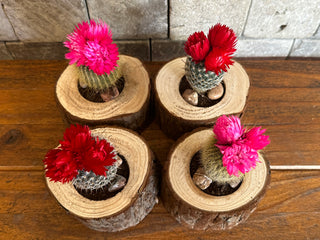 Mini Cactus Joy - Tree Slice Pot