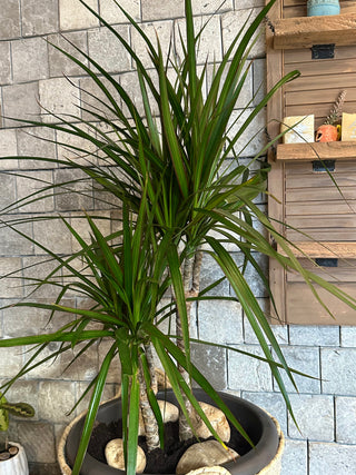 Song of India – Verdant Basket