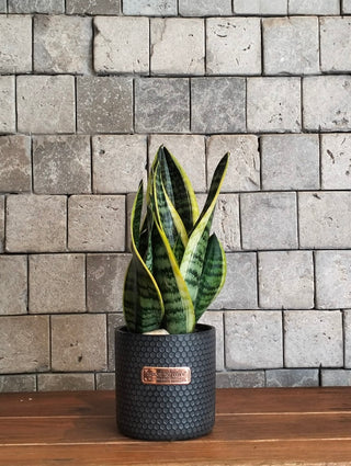 Happy Snake Plant