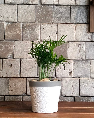 Fresh Aura Palm Petite