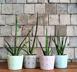 Cylindrical Snake Plant Petite