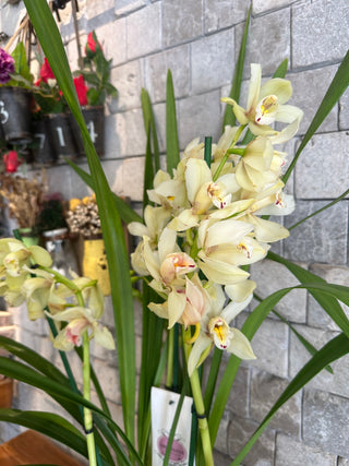 Cymbidium of Timeless Grace