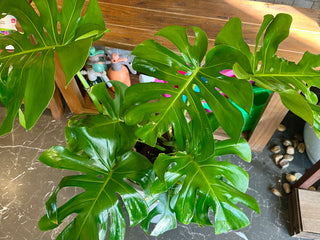 Swiss Cheese Plant Monstera Deliciosa