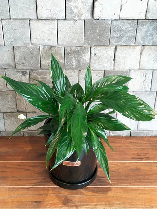 Peace Lily Bliss