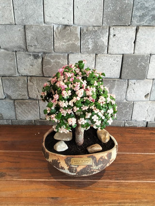 Pink Jade Bonsai · Héritage