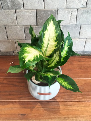 Ivory Mist Dieffenbachia