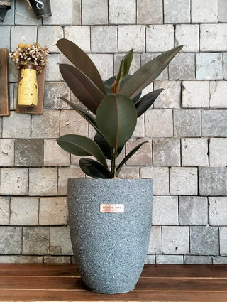 Burgundy Glow Rubber Fig