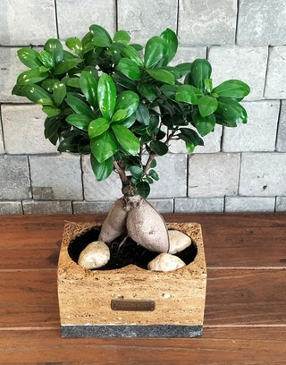 Jewel Bonsai | Artisan Marble Pottery Collection