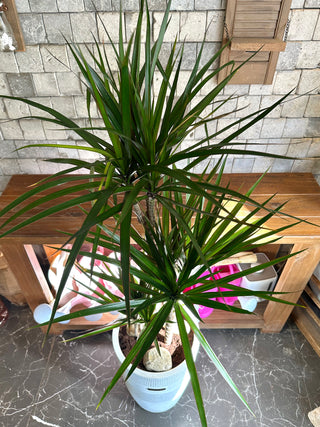 Song of India Atelier