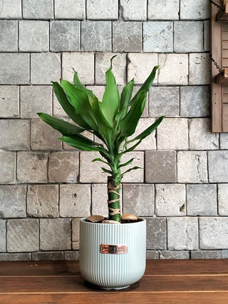 The Happy Plant Petite