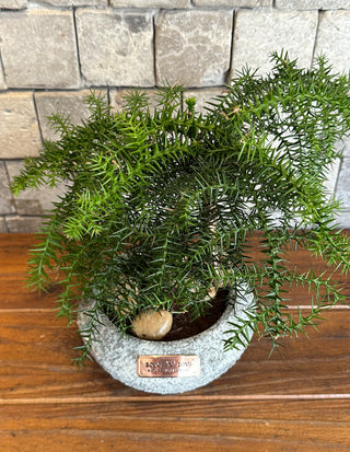 Norfolk Island Gem Bonsai