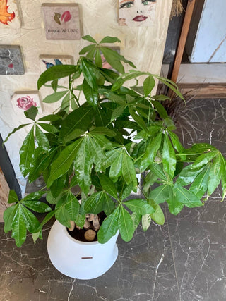 Élan & Sculpt Collection