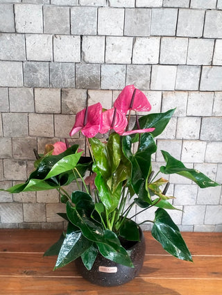 EverBloom Flamingo Lily