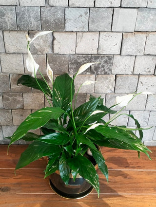 Peace Lily Delight
