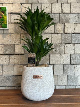 TropiGlow Dracaena ’Compacta’