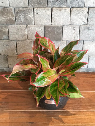 Chinese EverGreen ‘Super Red Star’