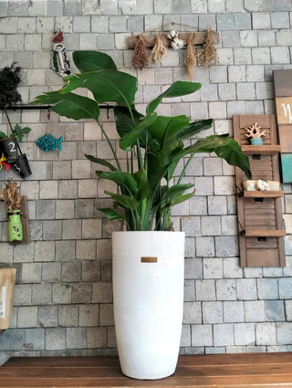 Banana Tropica