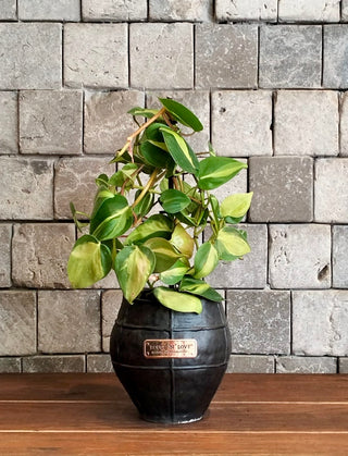 LacyTree Philodendron Brasil