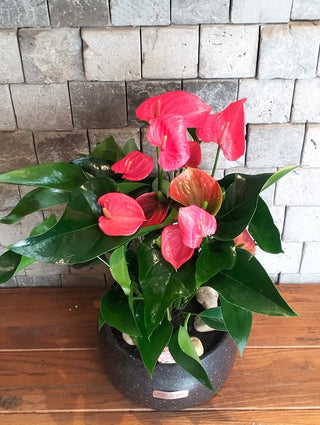 EverBloom Flamingo Lily