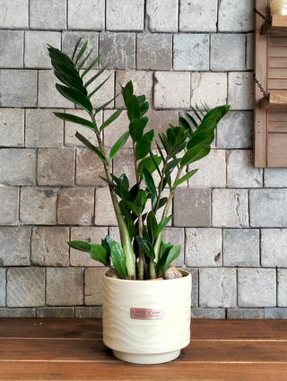 Zamia Gem