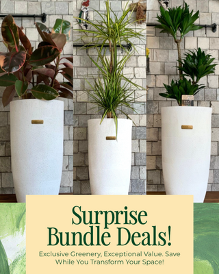 🦚 Same Design, Triple Green 'Bundle'