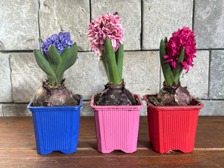 Cheerful Dutch Hyacinth