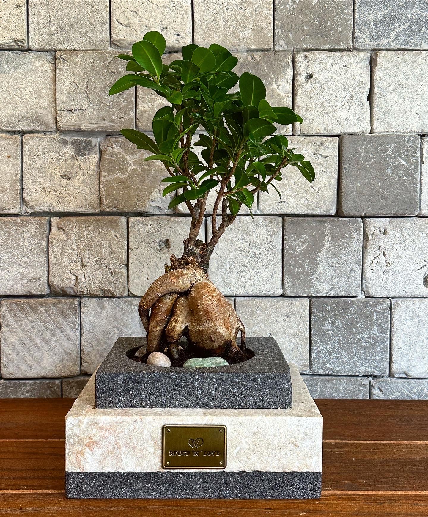 Exquisite Ficus Ginseng Indoor Real Japanese Bonsai Tree Luxury Marble  Planter – ROUGE 'N' LOVE ™