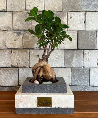 Bonsai ‘Mystique’ | Handmade Marble Collection