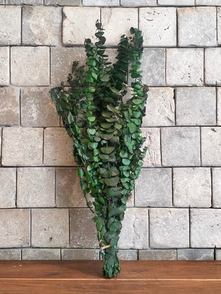 Dried Eucalyptus Bunch