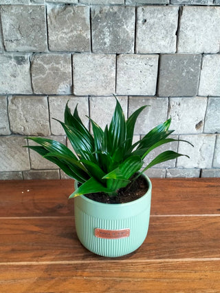 GlowLeaf Compacta