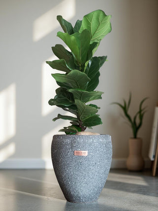 The Fiddle Leaf & Luxe