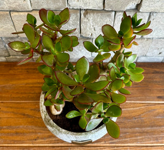 ‘Rustic-Chic’ Crassula Jade Bonsai ‘MoneyTree’