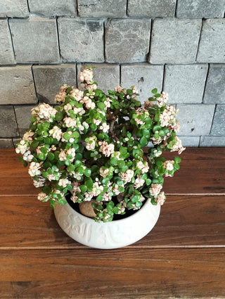 Rosé Élite Jade Bonsai ‘MoneyTree’ | Artisan Designer Pottery Collection