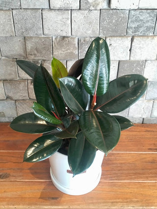 Burgundy Rubber Gem