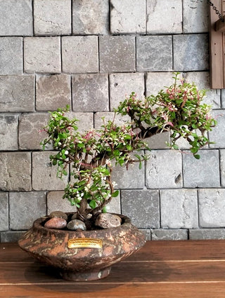 Twisté PinkJade Bonsai
