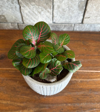 Mini ‘Pink Wave’ Fittonia