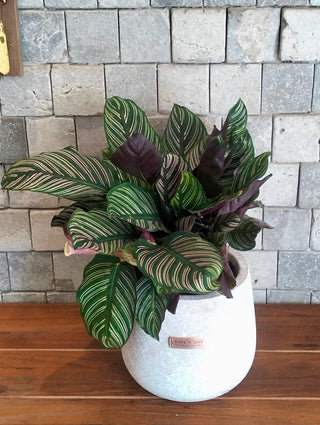 Pink Breeze Calathea