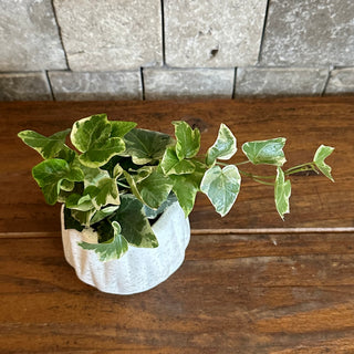 Petite English Ivy Botanique