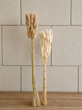 Dried Bunny Tail Grass