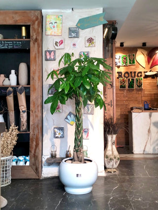 Evergreen Money Tree